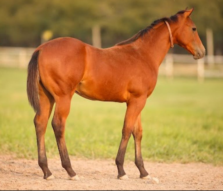 Lot 4 Mad on a Red