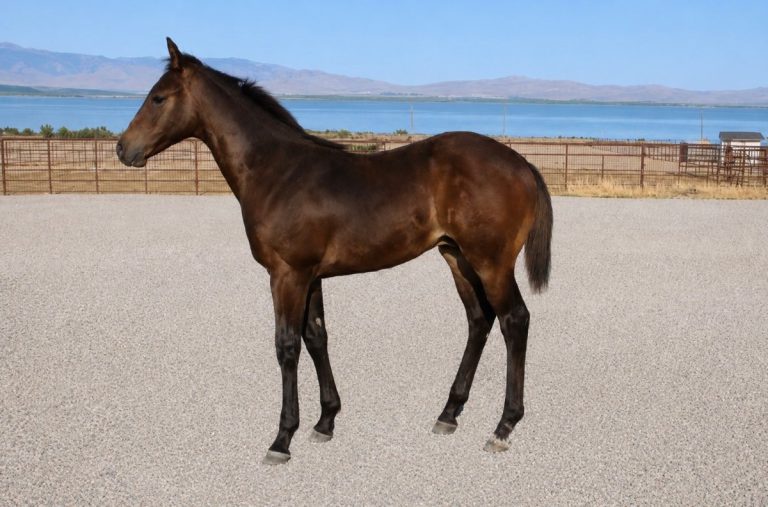 Lot 6 Clever 1