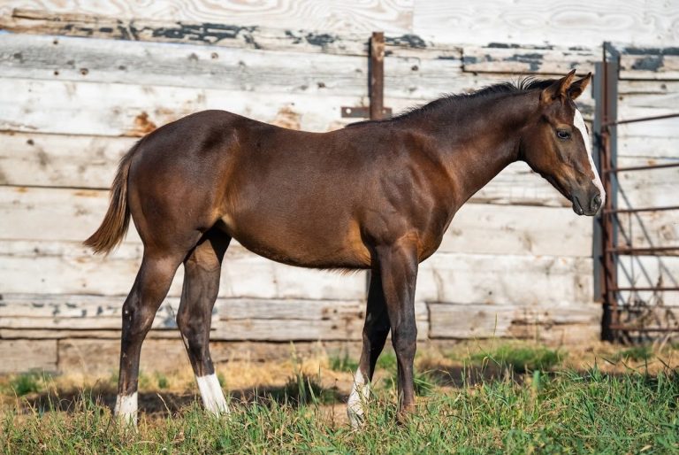 Lot 21 Foxy Brown